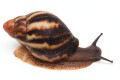 Archachatina marginata egregia Cameroon typ 2e subadult, 5cm